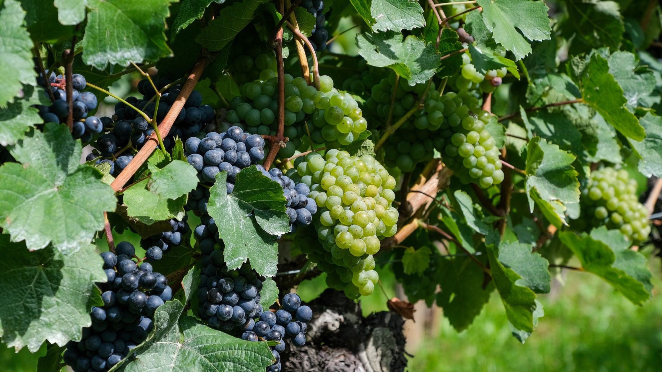 Grape Varieties Used in Red and White Wines